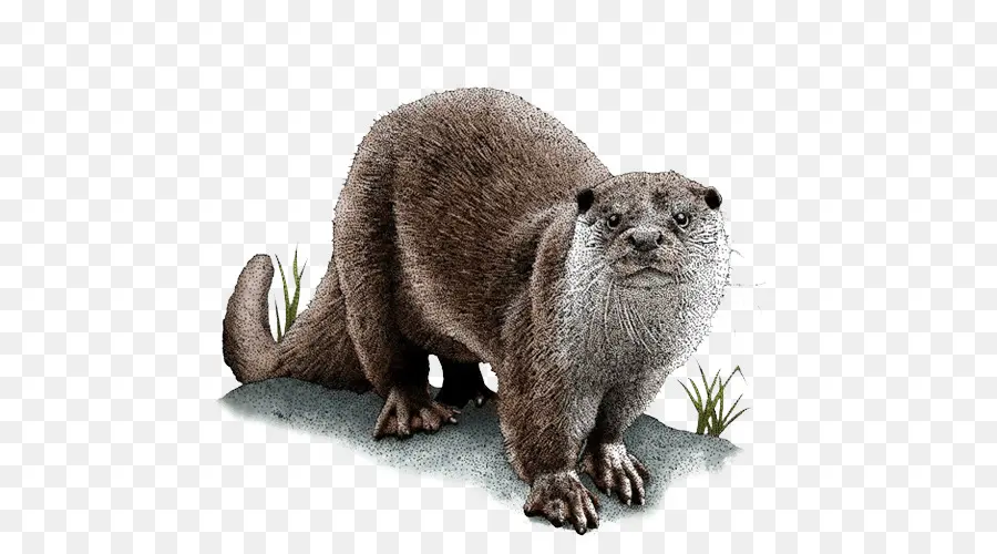 Illustration De La Loutre，Loutre PNG