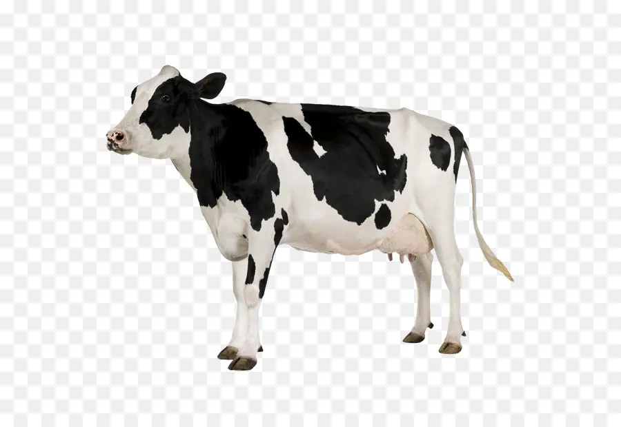 Vache，Bétail PNG