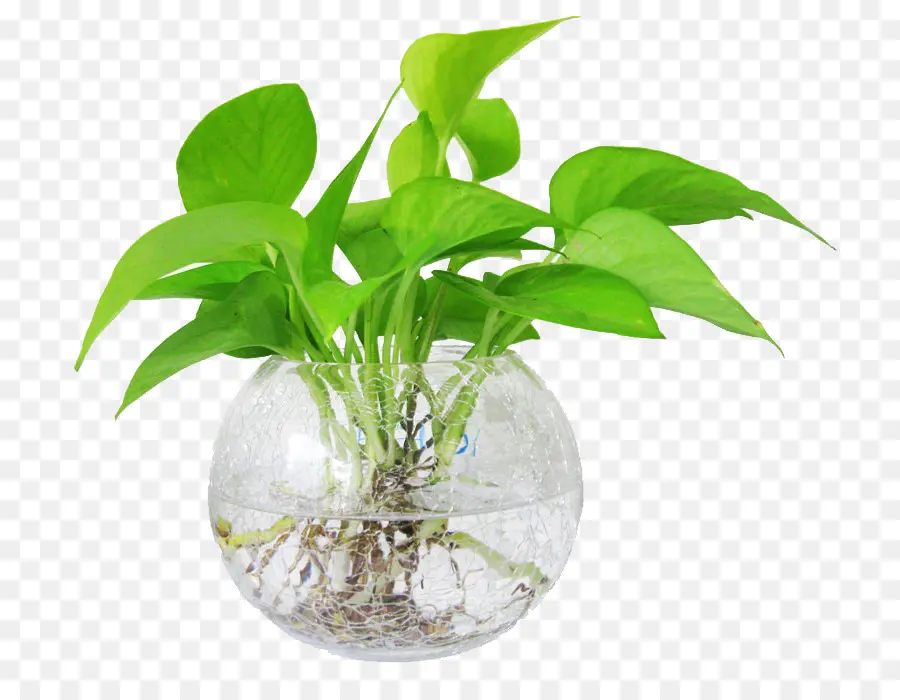 Plante Dans Un Bol En Verre，Vert PNG