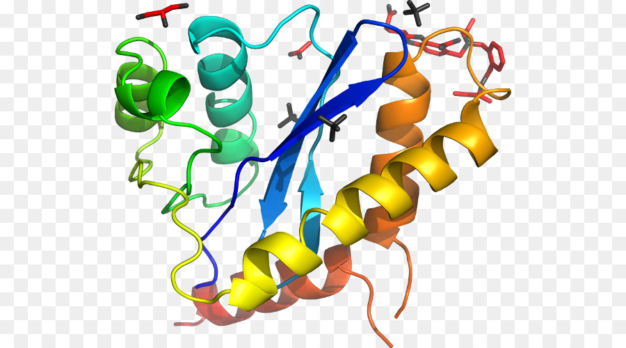 Structure Des Protéines，Molécule PNG