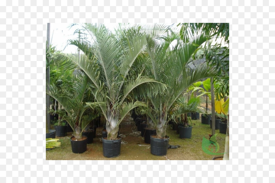 De Babassu，Dypsis Decary PNG