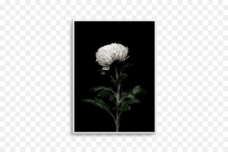 Fleur Blanche，Floraison PNG