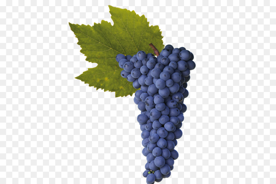 Sultana，Syrah PNG