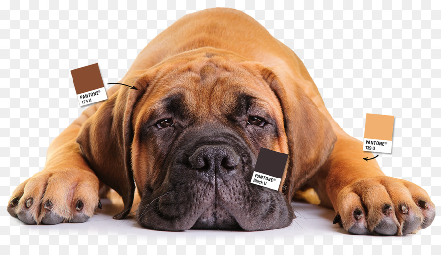 Bullmastiff，Boerboel PNG