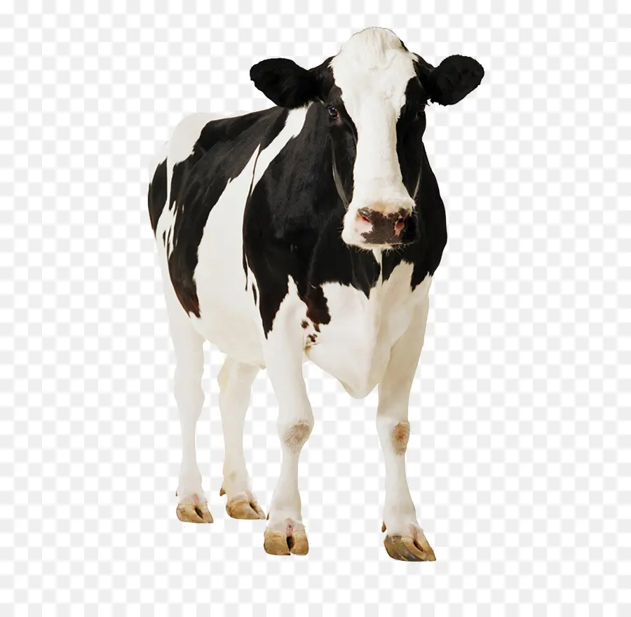 Vache，Bétail PNG