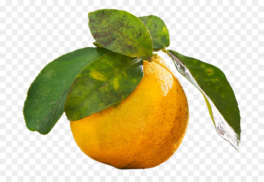 Orange，Agrumes PNG