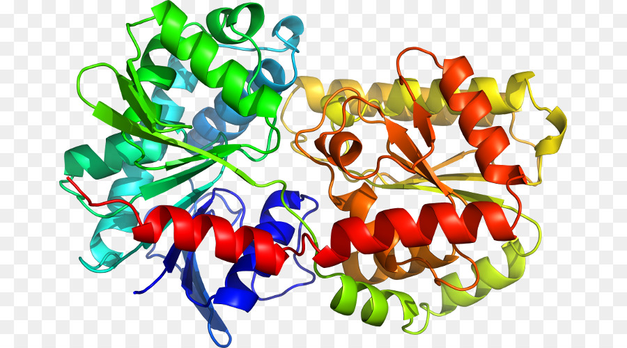 Le Tryptophane Synthétase，La Biologie Structurale PNG