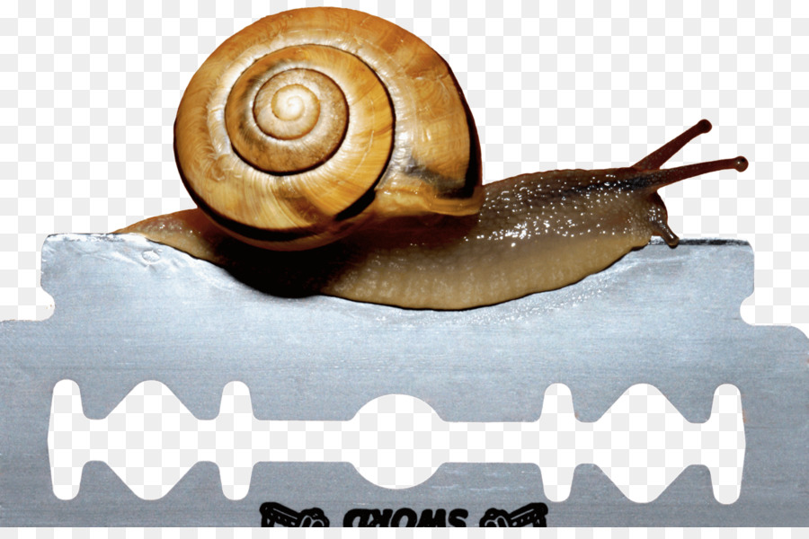 Escargot，Lame PNG