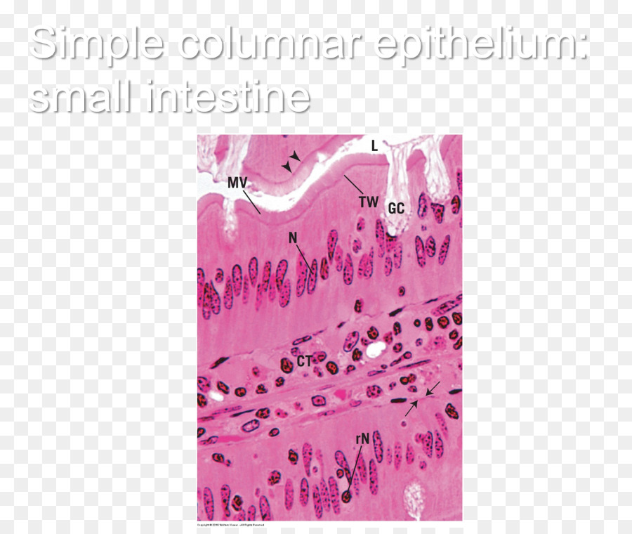 Simple épithélium Pavimenteux，Histologie PNG