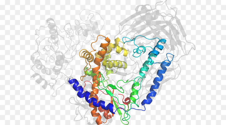 Structure Des Protéines，Molécule PNG