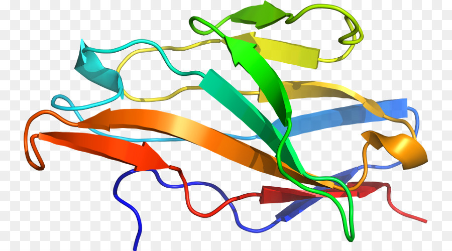 Structure Des Protéines，Biologie PNG