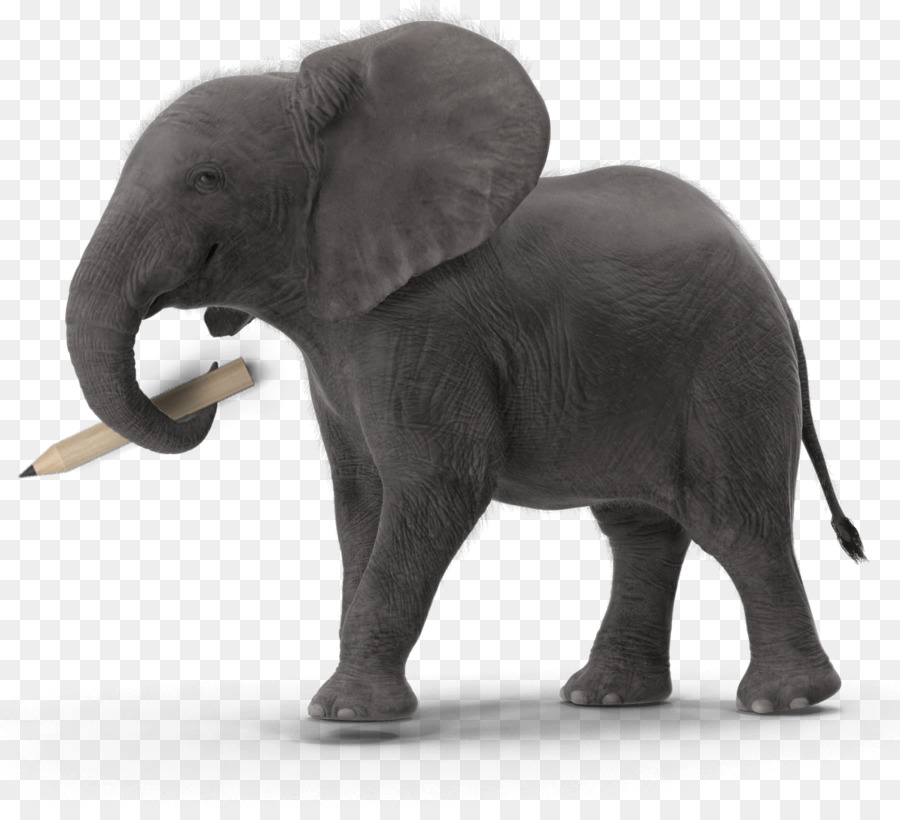 Éléphant，Mammifère PNG