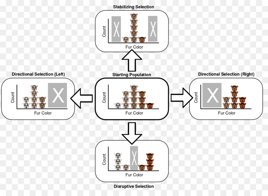 Diagramme De Sélection，Biologie PNG