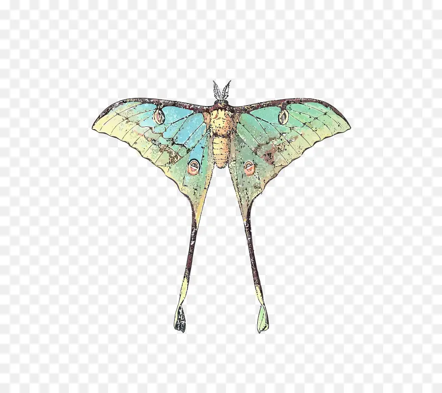 Papillon De Lune，Ailes PNG