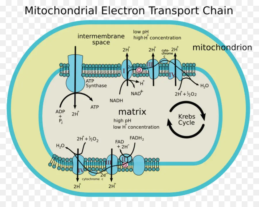 Diagramme Mitochondrial，Biologie PNG