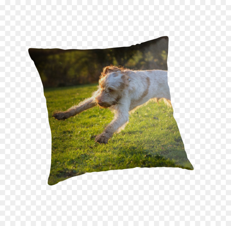 Les Coussins，Coussin PNG