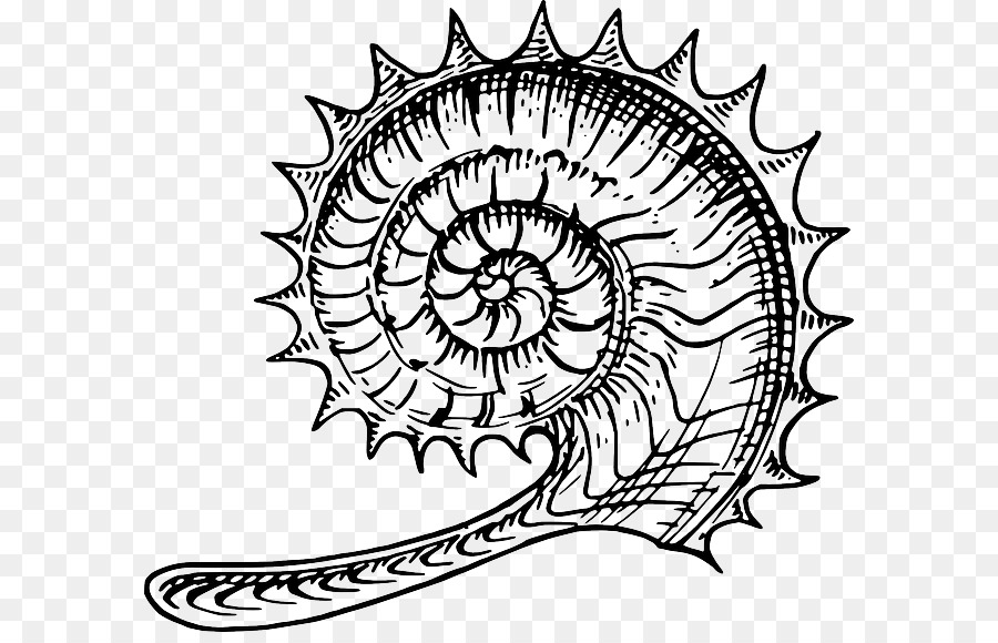 Ammonites，Fossile PNG