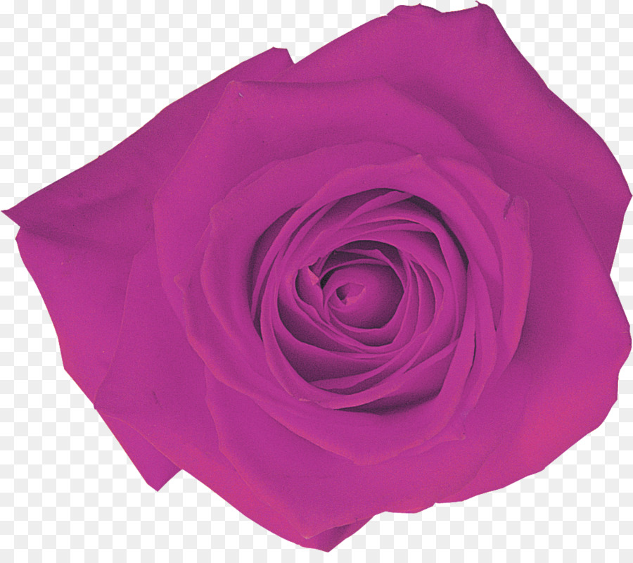 Les Roses De Jardin，Rose M PNG