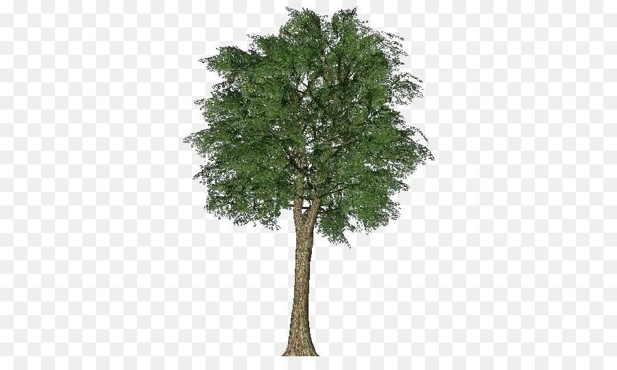 Arbre，Pin PNG