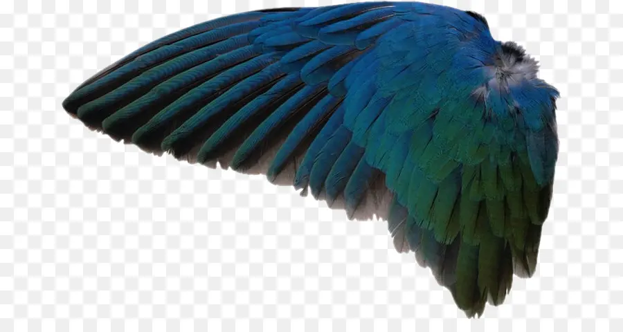 Ailes Bleues，Plumes PNG