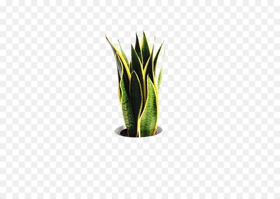 Plante Verte，Feuilles PNG