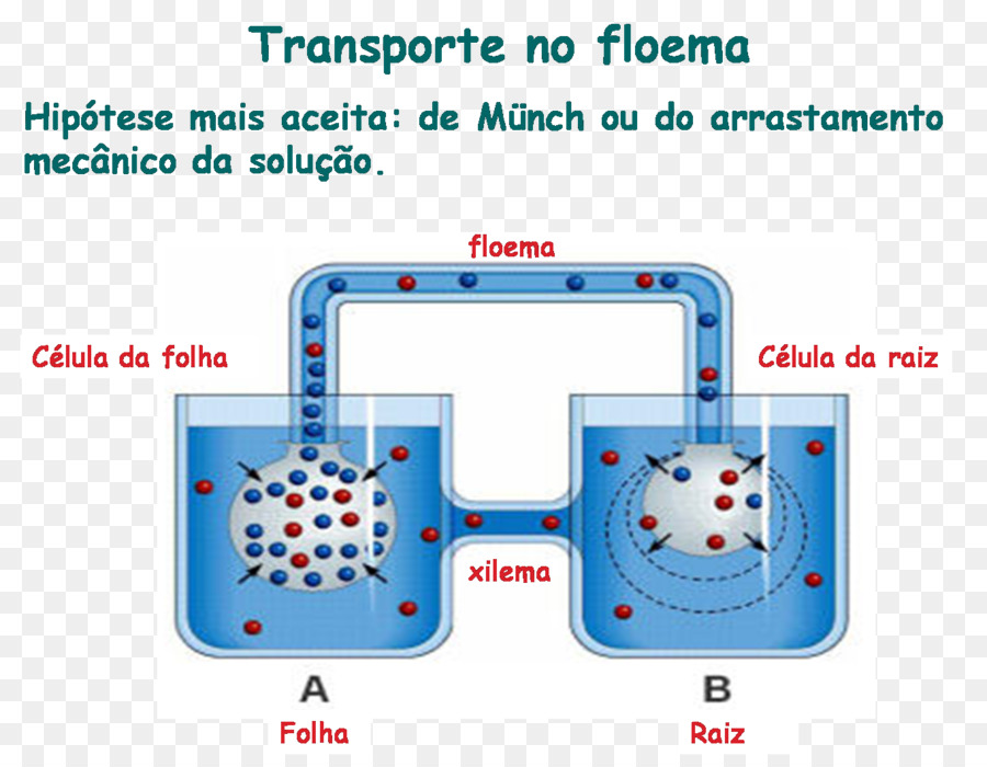 Phloème，Débit Massique PNG
