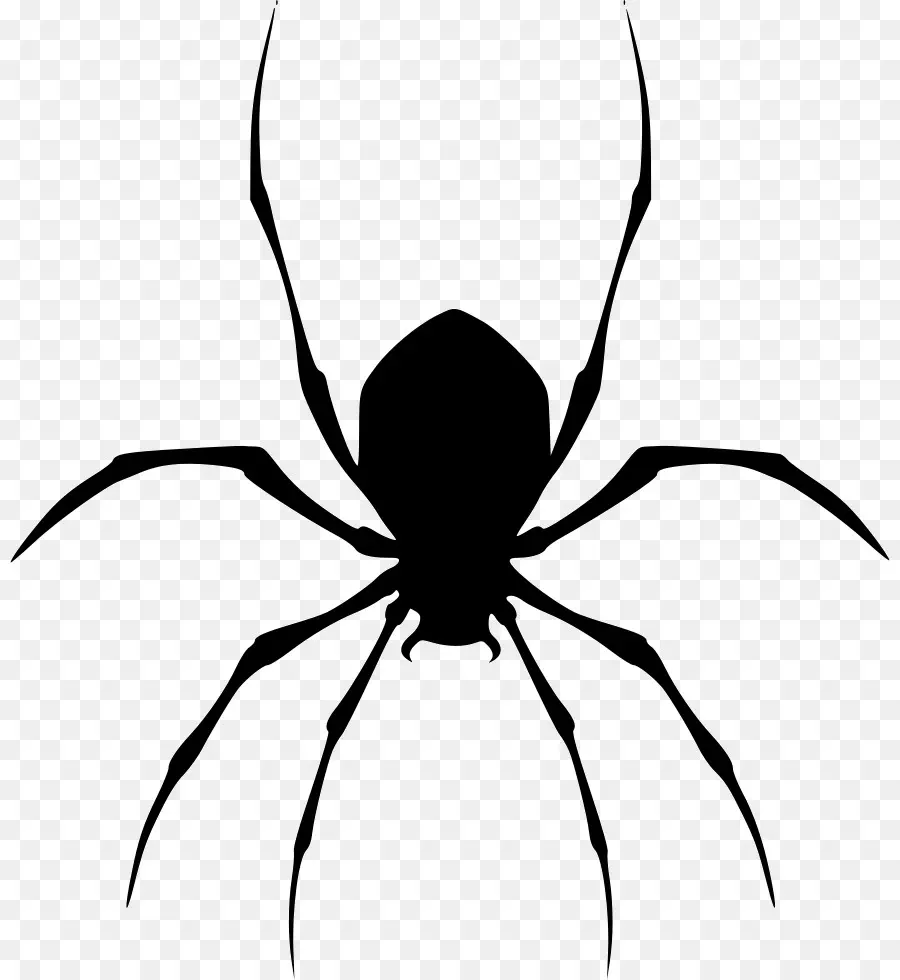 Araignée，Noir Araignée De Maison PNG