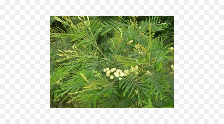 L If，Acacia Mearnsii PNG
