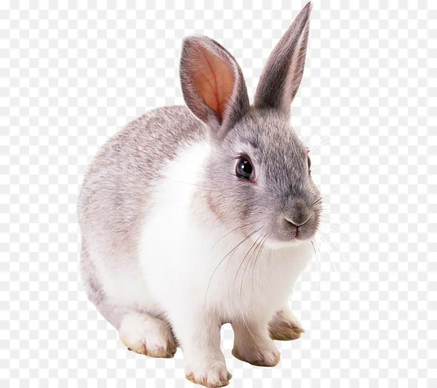 Lapin，Animal De Compagnie PNG