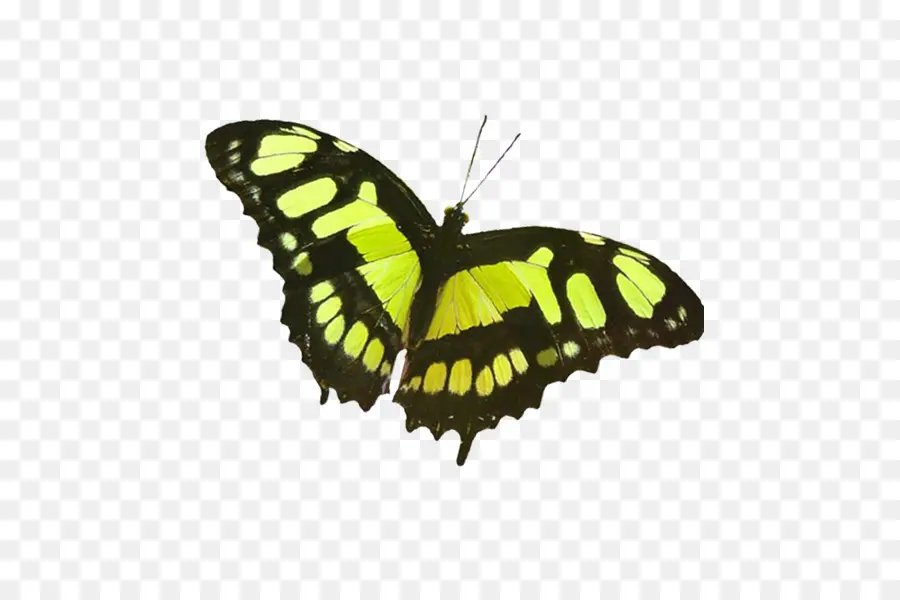 Papillon，Vert PNG