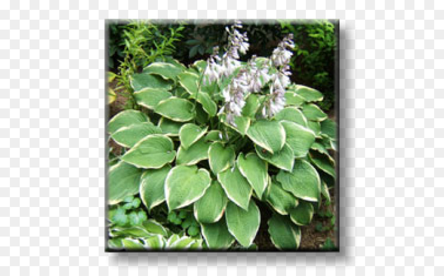 Plante Verte，Feuilles PNG