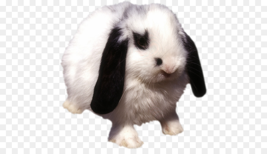 Un Lapin Domestique，Lapin PNG