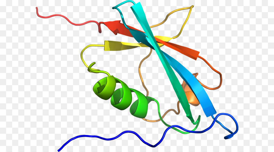 Structure Des Protéines，Molécule PNG