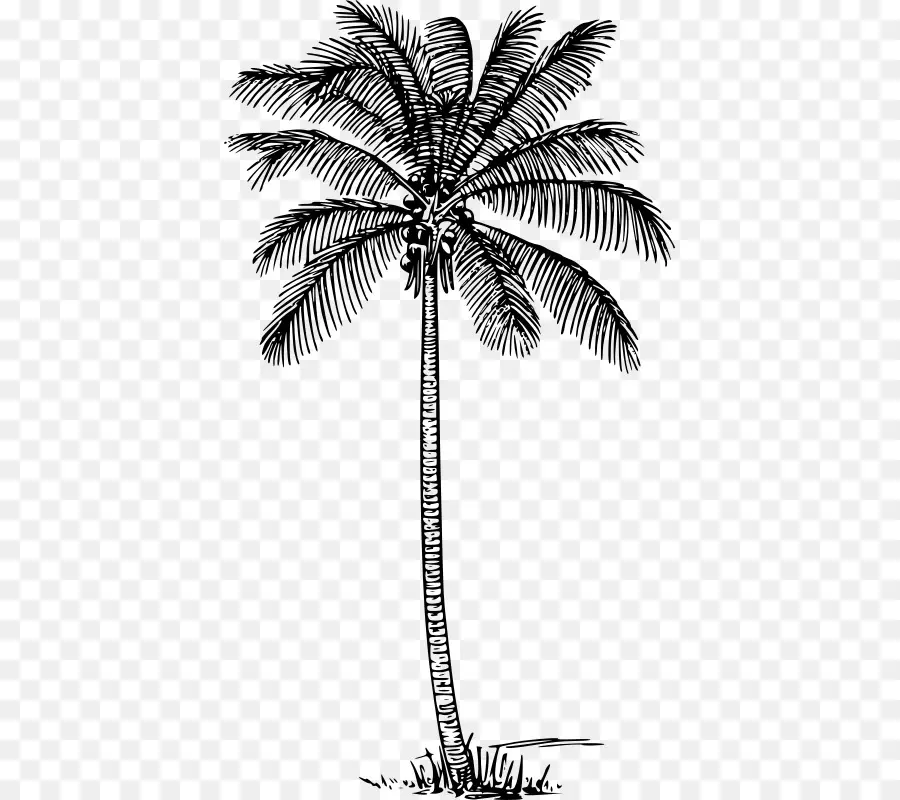 Arecaceae，La Noix De Coco PNG