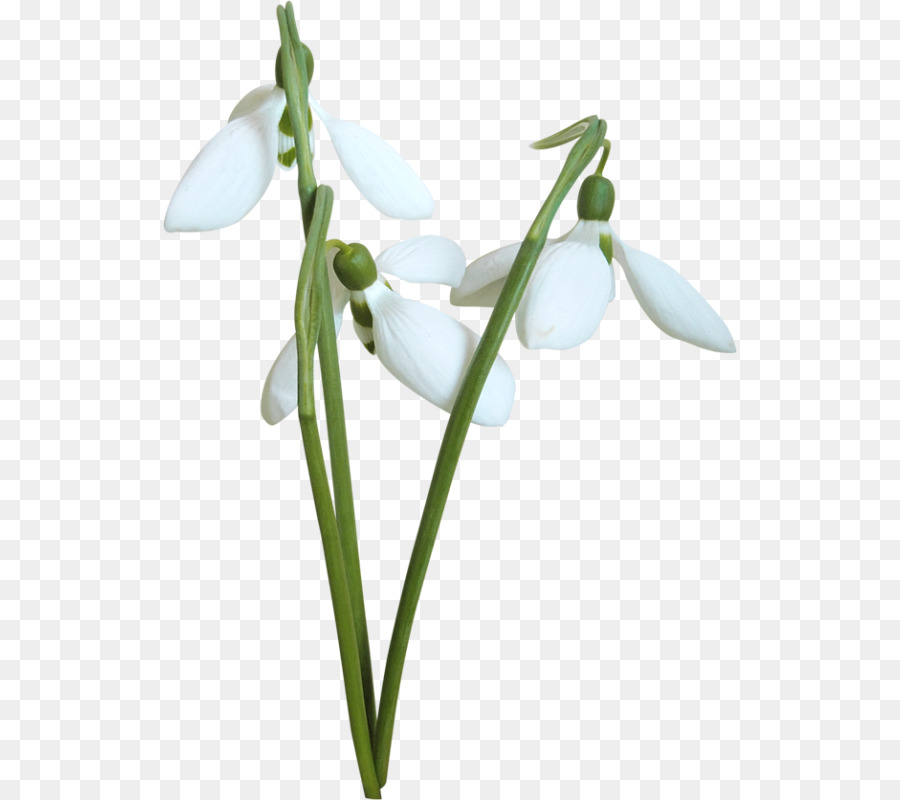 Fleur De Perce Neige，Usine PNG