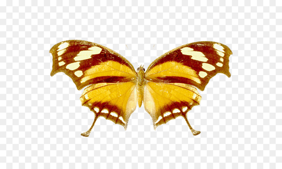 Papillon，Brun PNG