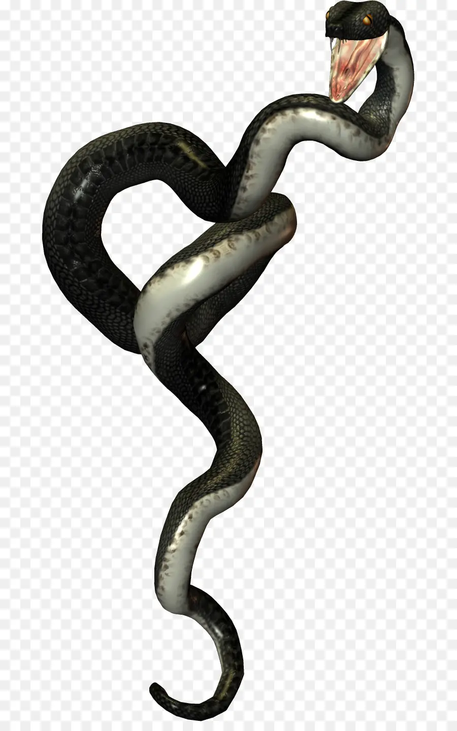 Serpent，Reptile PNG