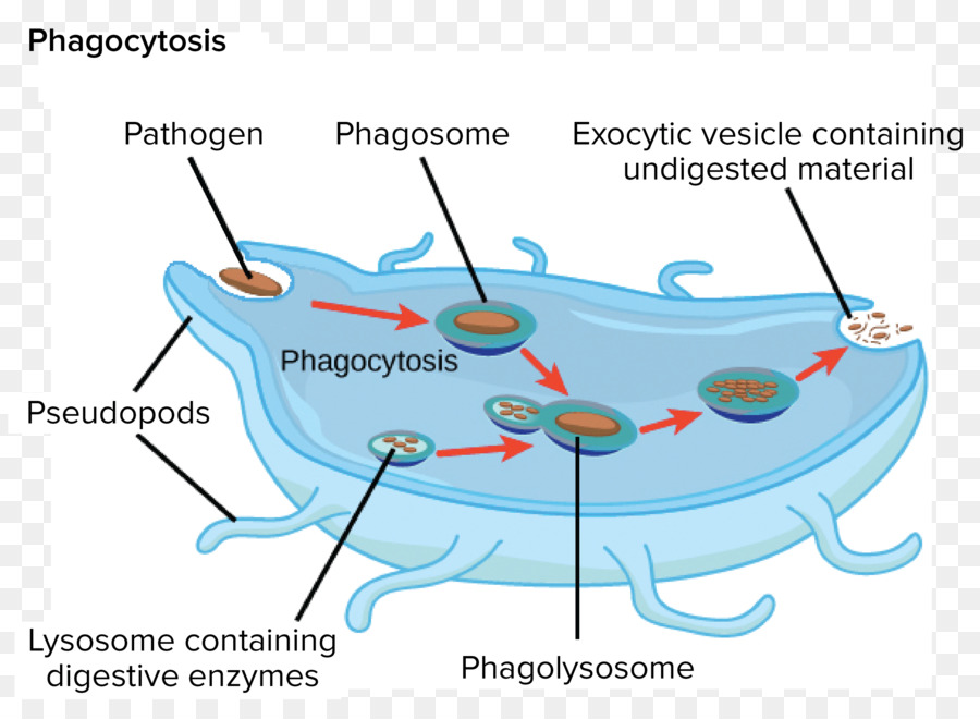 Système Endomembranaire，L Appareil De Golgi PNG