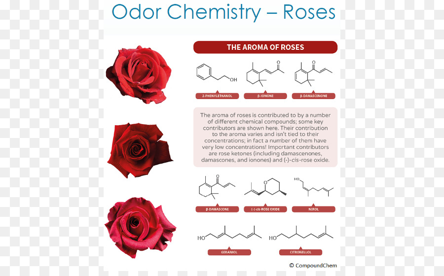 Chimie Des Roses，Odeur PNG