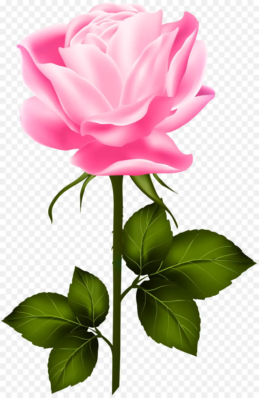 Rose，Tige De La Plante PNG