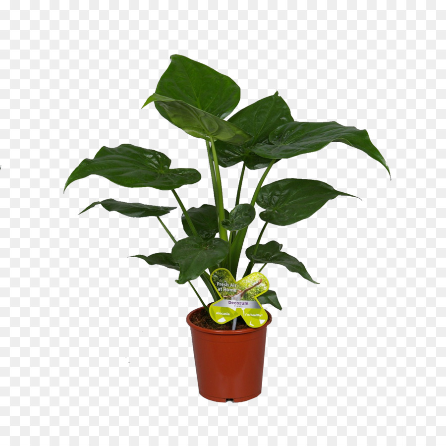 Feuille，Flowerpot PNG