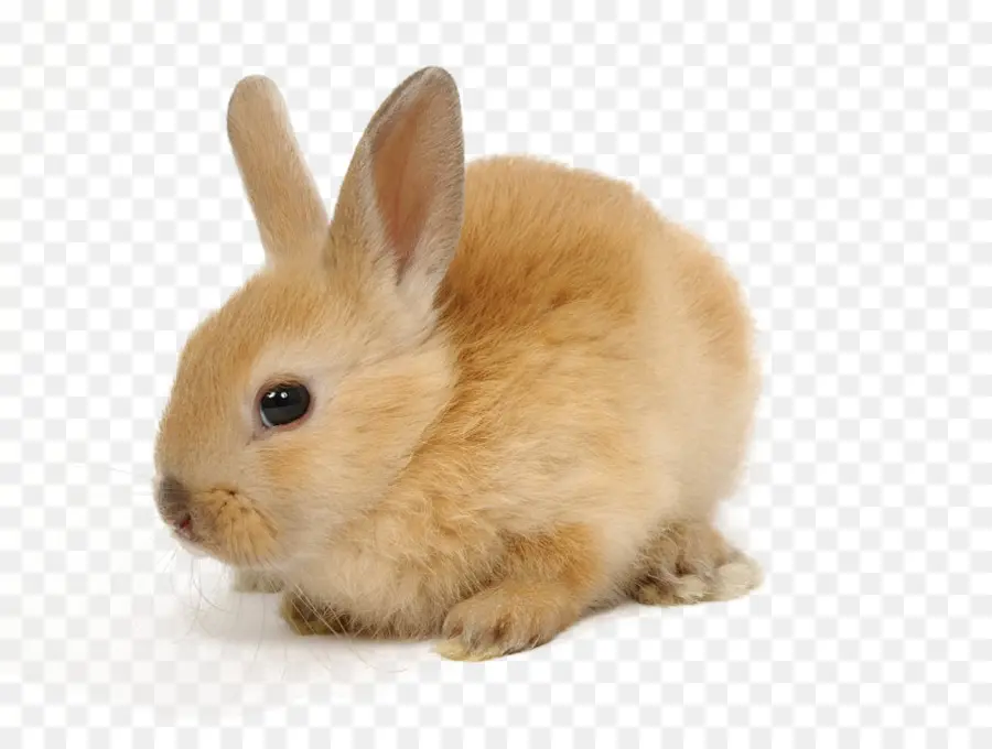 Lapin，Animal De Compagnie PNG