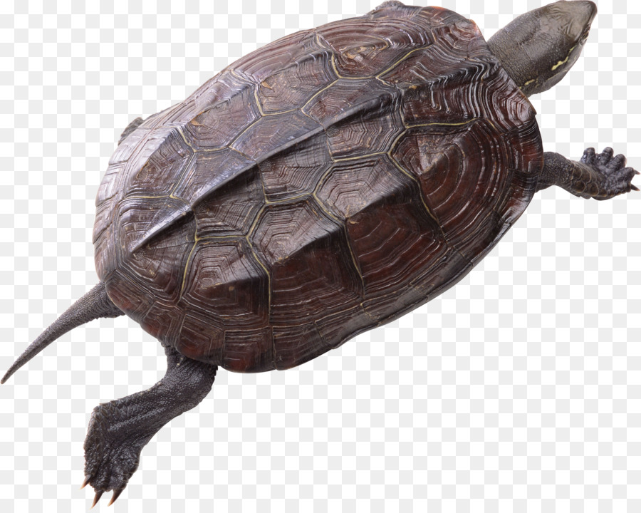 Tortue，Reptile PNG