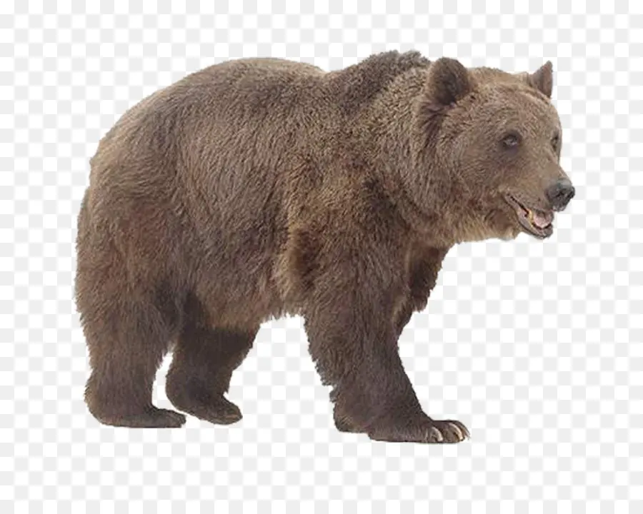 Ours，Animal PNG