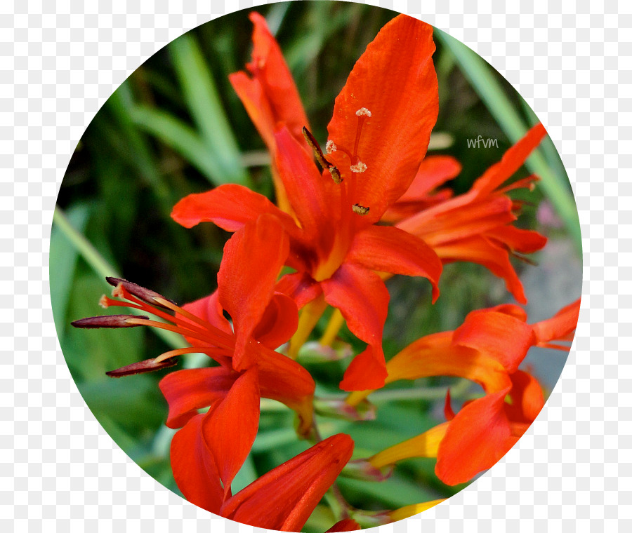 Montbretia，Canne PNG