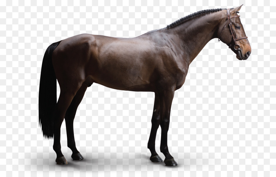 Cheval Arabe，Warmblood Hollandais PNG