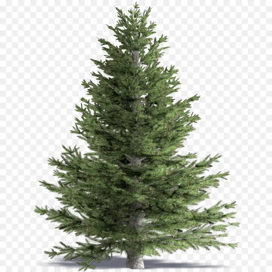 L épinette，Sapin Blanc PNG