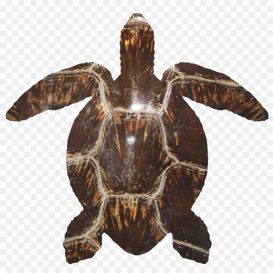 Tortue，Coquille PNG