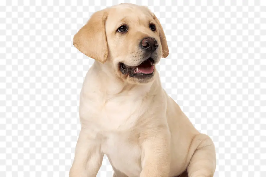 Chiot Blanc，Chien PNG