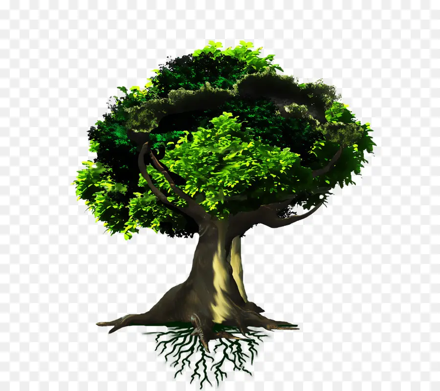 Arbre，Racines PNG